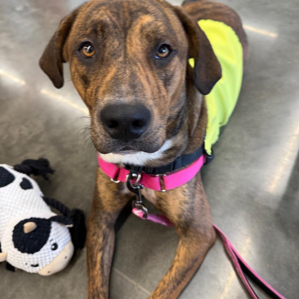 Enlarge Copper, a Adoptable mixed breed in Galax, VA image 4/6