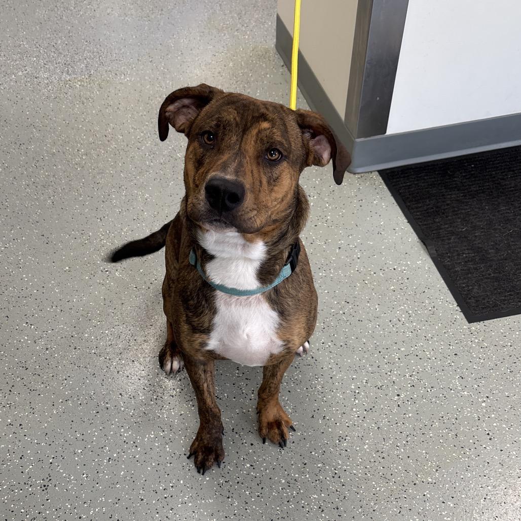 Enlarge Copper, a Adoptable mixed breed in Galax, VA image 5/6