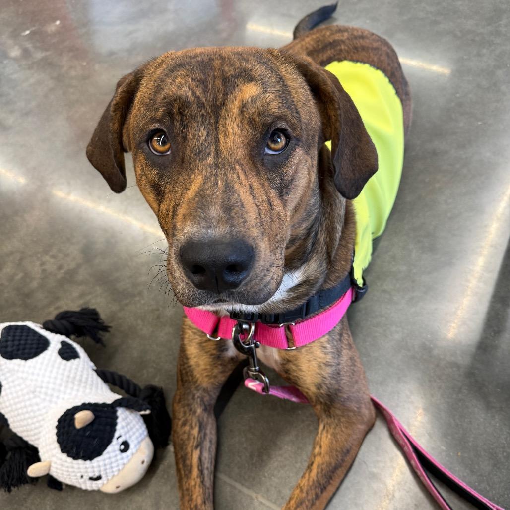 Enlarge Copper, a Adoptable mixed breed in Galax, VA image 6/6