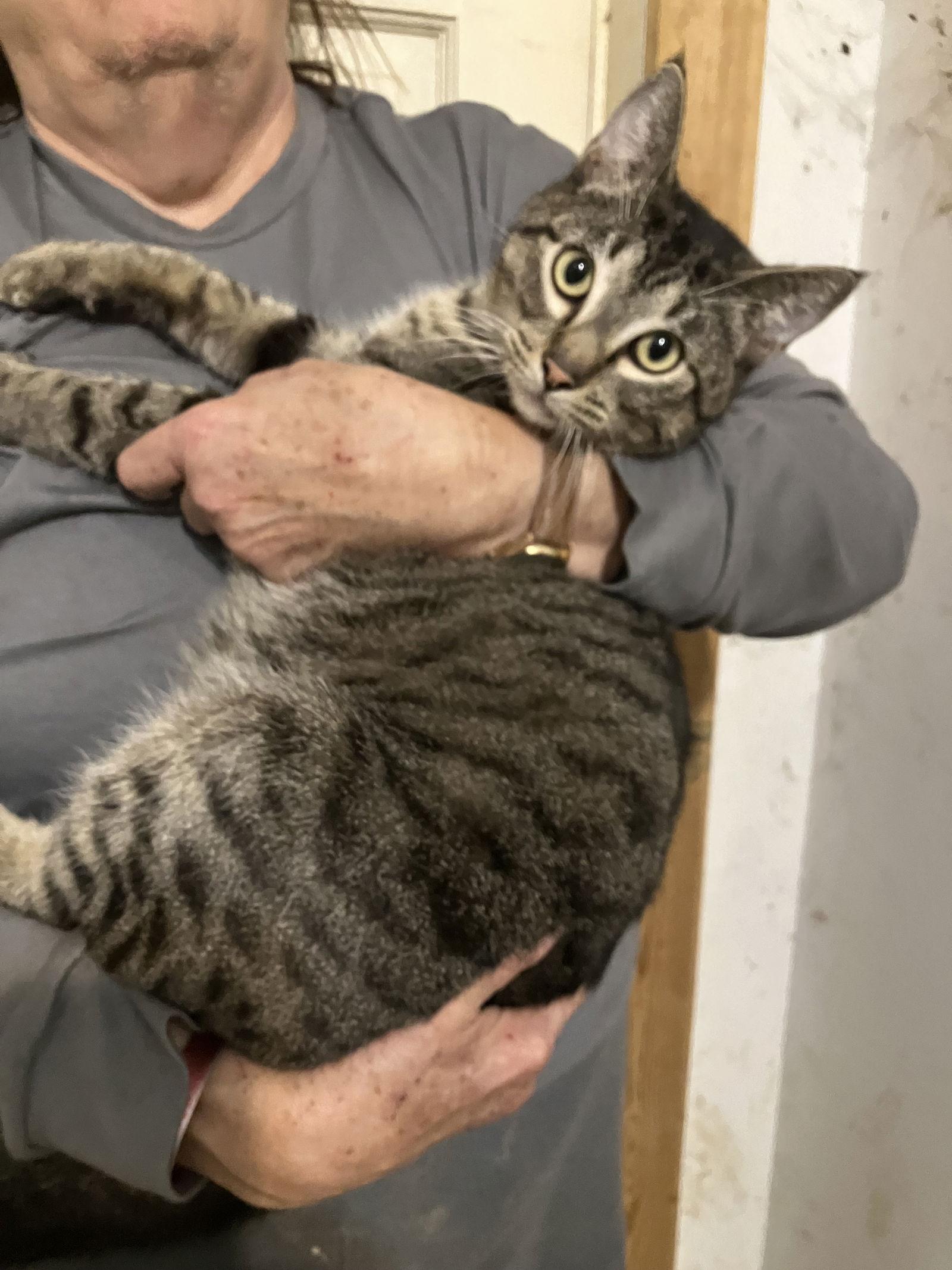 Enlarge Jerry (Lewis), a Adoptable Tabby in Slidell, LA image 1/1