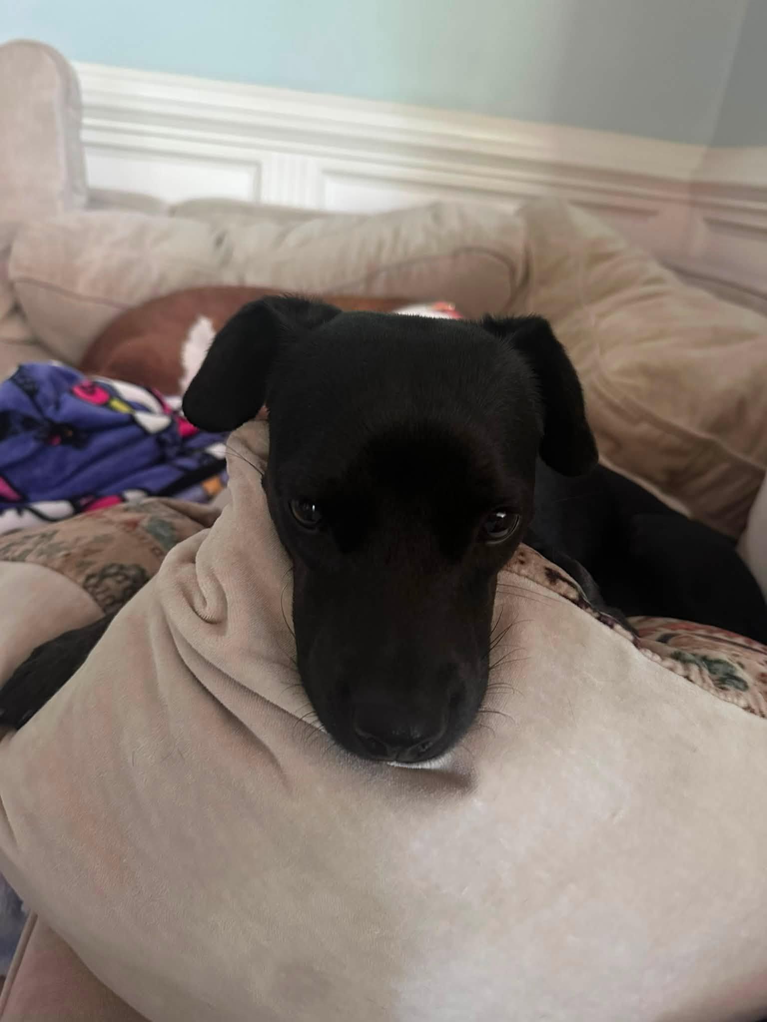 Muffin, Adopted, Adult Female Dachshund.