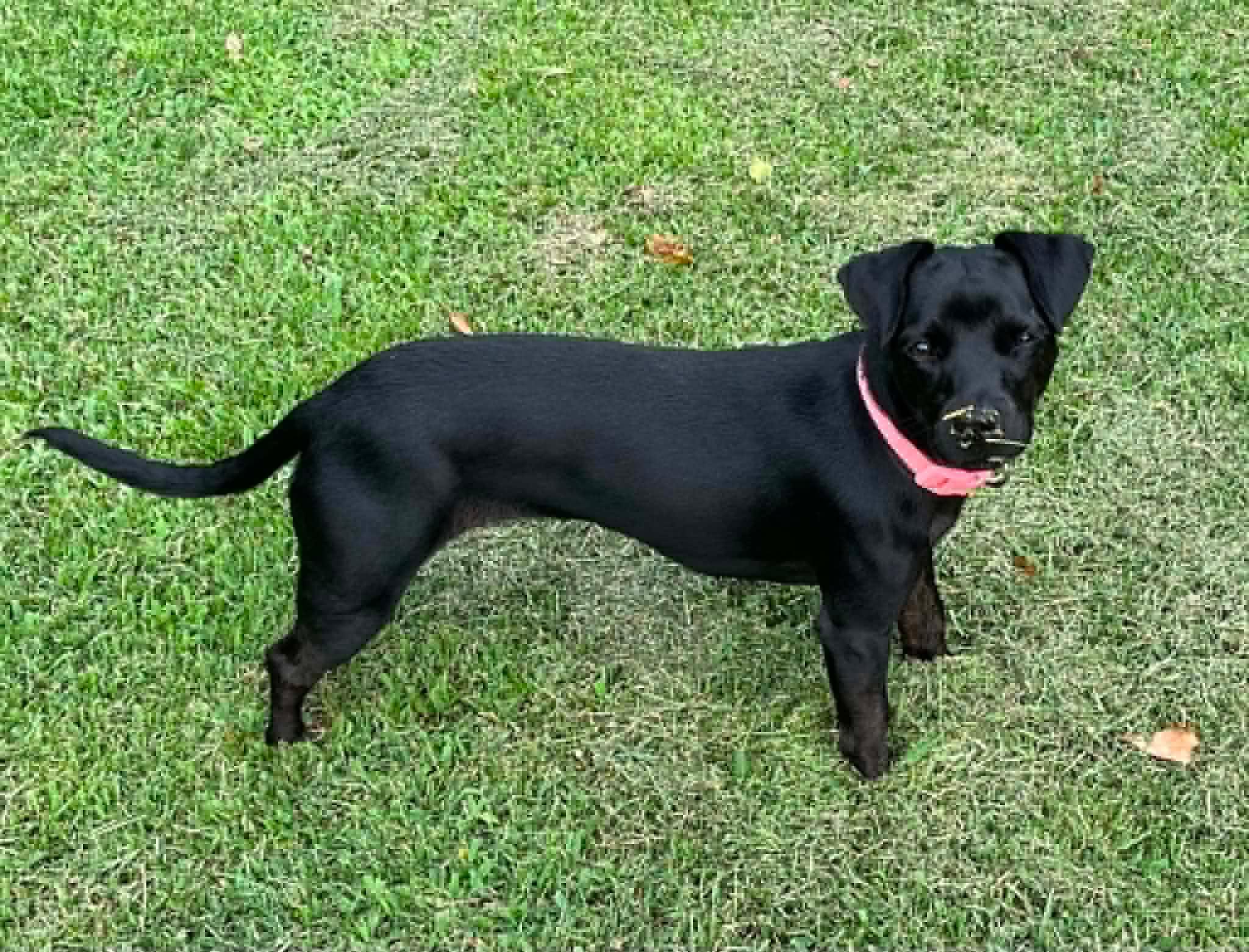 Enlarge Muffin, a Adopted mixed breed in Ayden, NC image 4/4