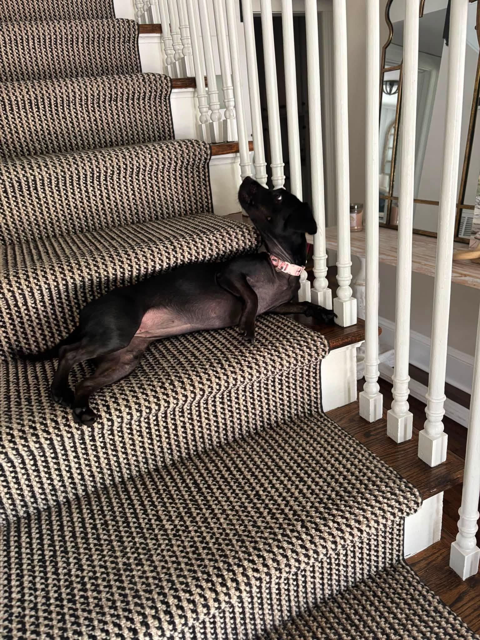 Enlarge Muffin, a Adopted mixed breed in Ayden, NC image 2/4