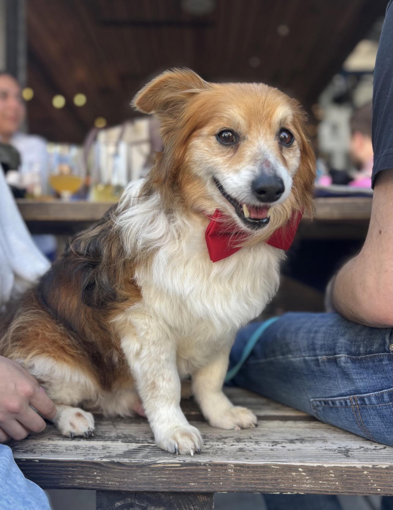 Bingo, adoptable, Senior Male Pembroke Welsh Corgi.