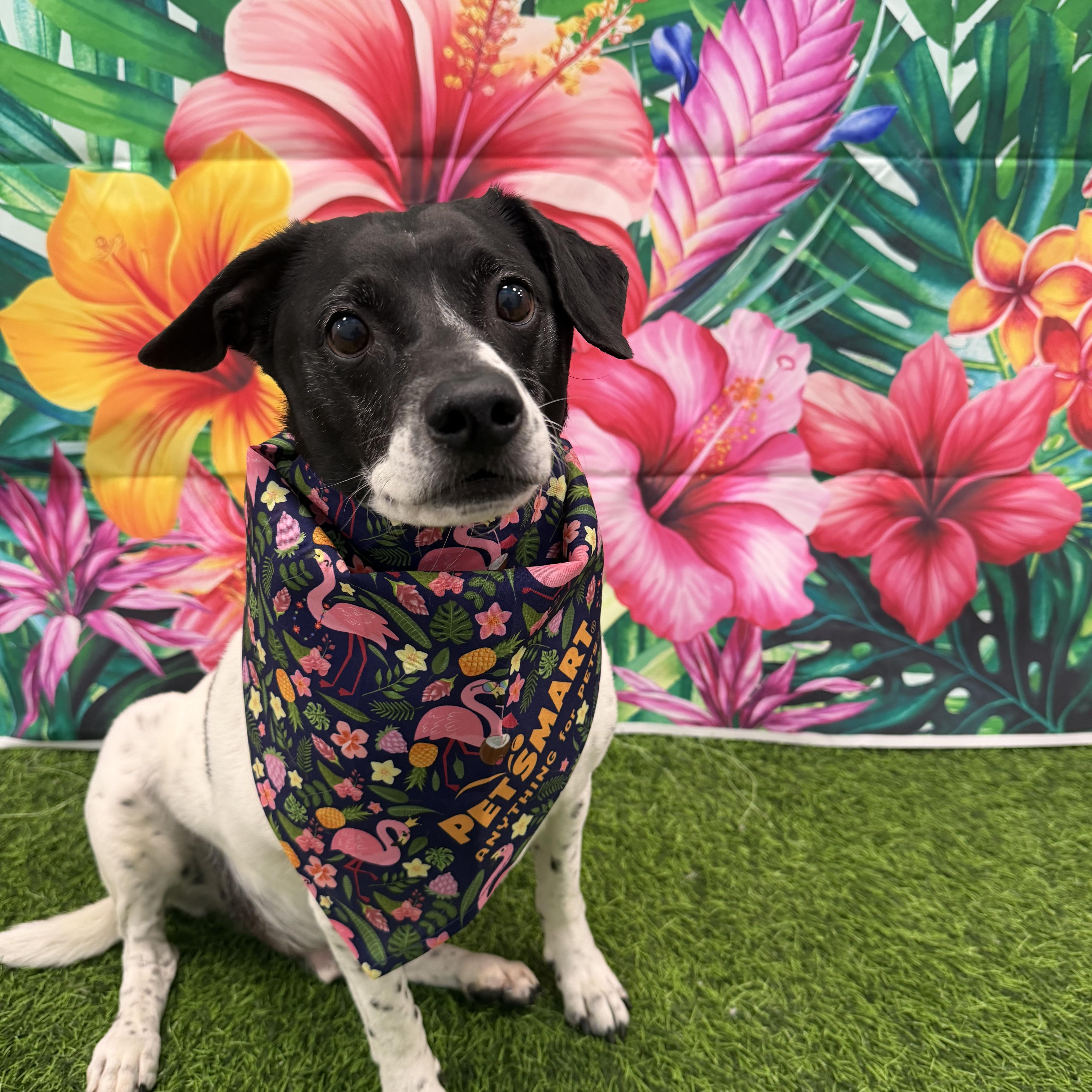 SNOOPY AND ROXY BONDED BROTHER AND SISTER, an adopted mixed breed in Staten Island, NY image 2/3