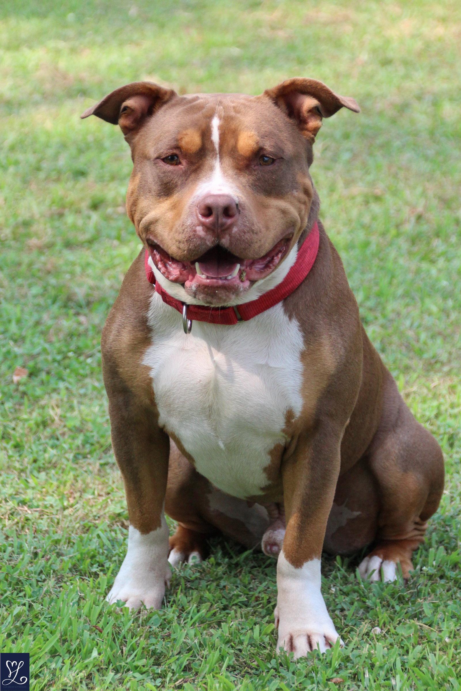 Rubble, a Adoptable mixed breed in Lockport, NY image 1/3