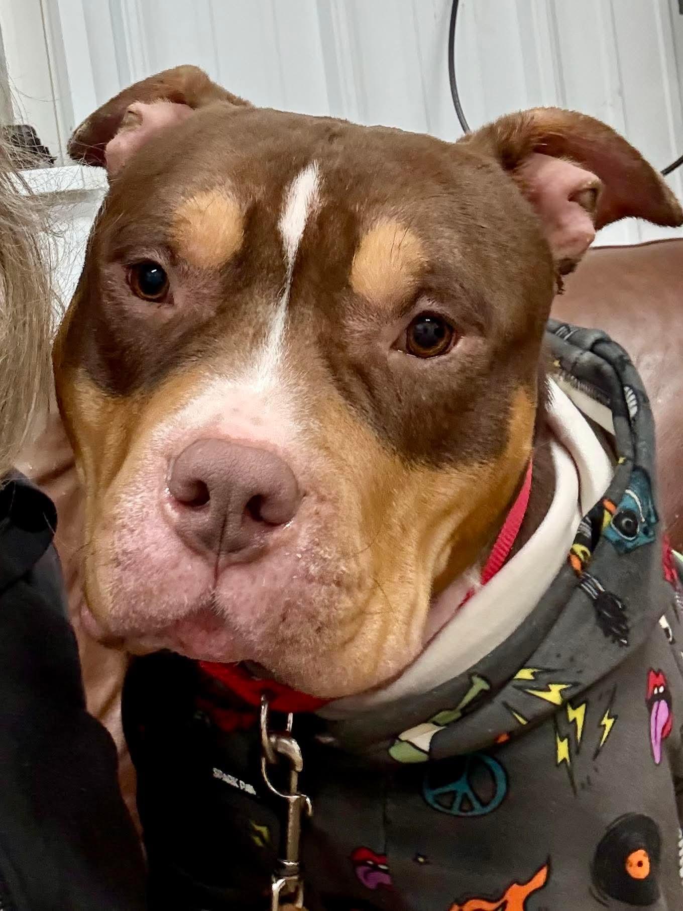 Rubble, Adoptable, Young Male American Staffordshire Terrier & Pit Bull Terrier.