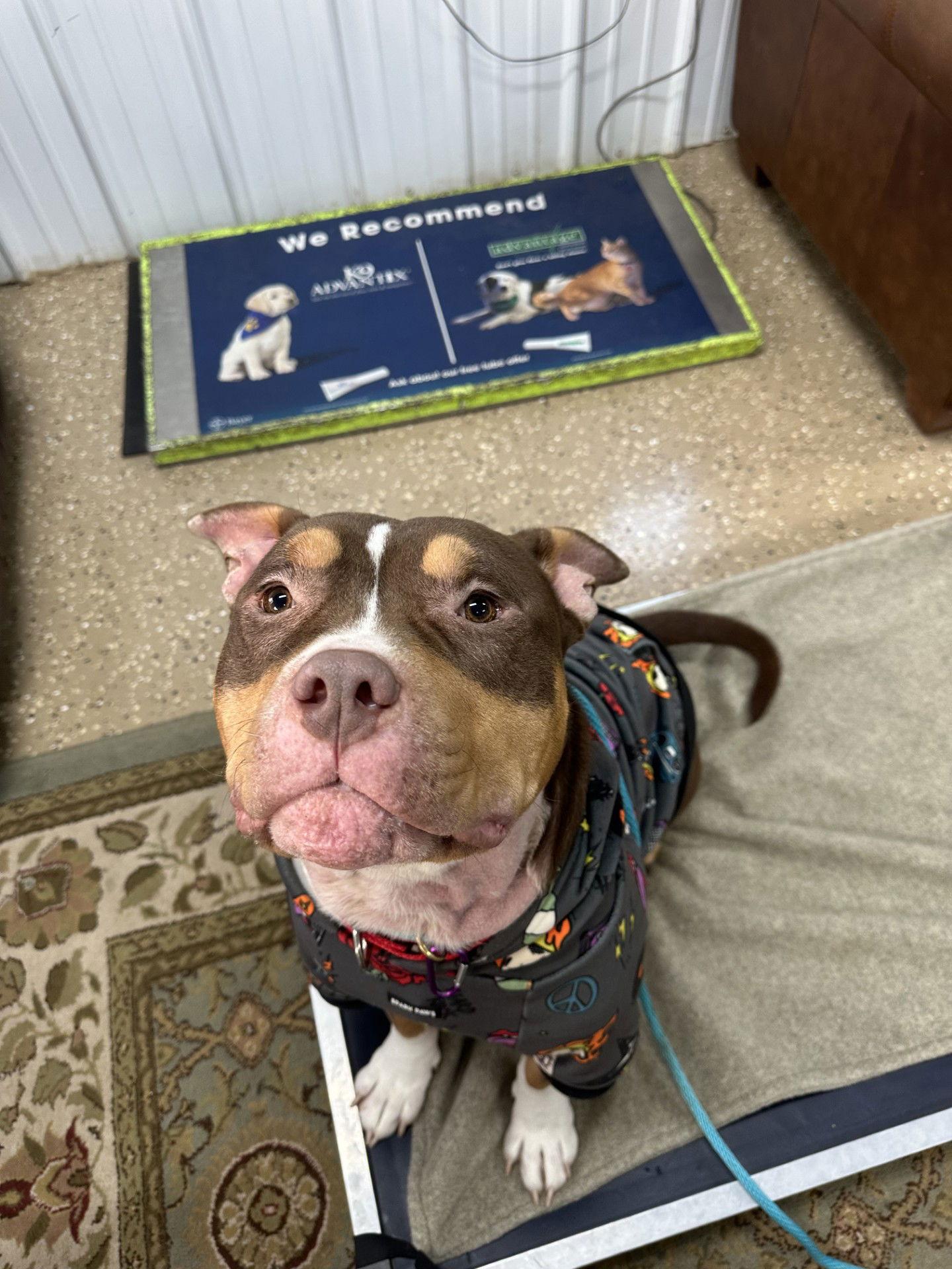 Rubble, a Adoptable mixed breed in Lockport, NY image 2/3