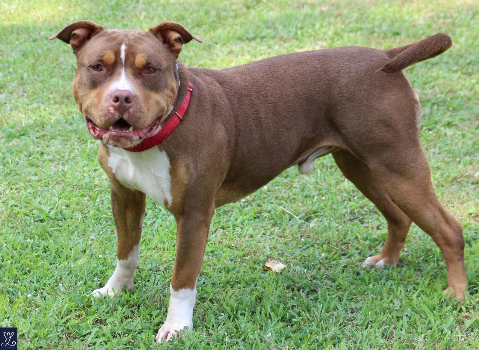 Rubble, a Adoptable mixed breed in Lockport, NY image 2/3