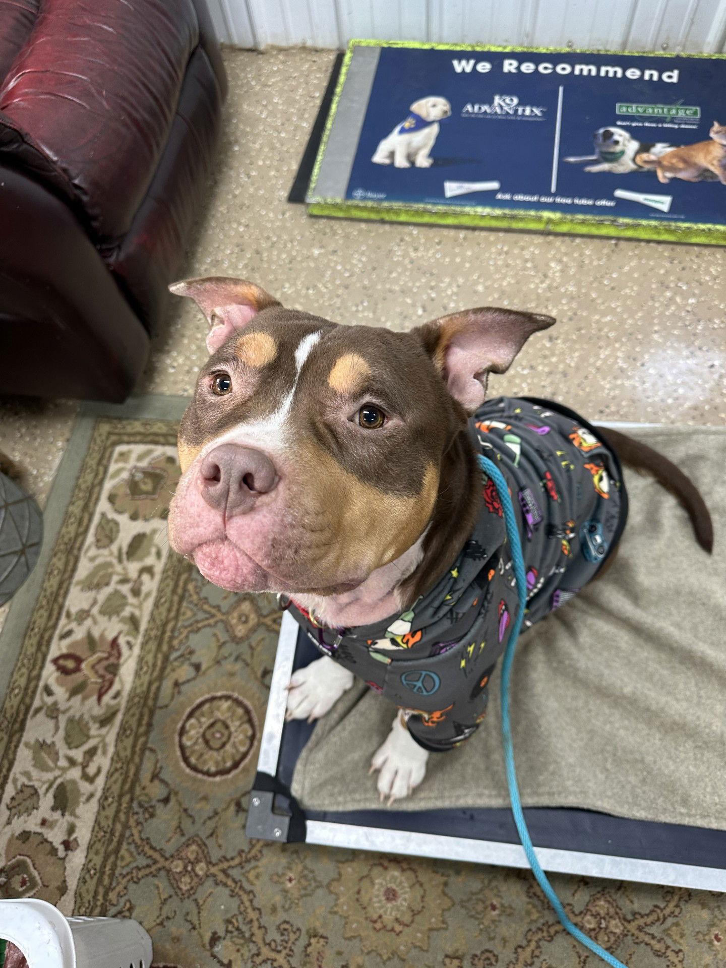 Rubble, a Adoptable mixed breed in Lockport, NY image 3/3