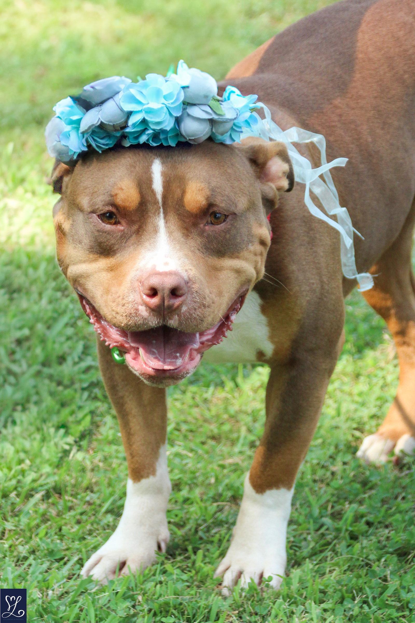 Rubble, a Adoptable mixed breed in Lockport, NY image 3/3