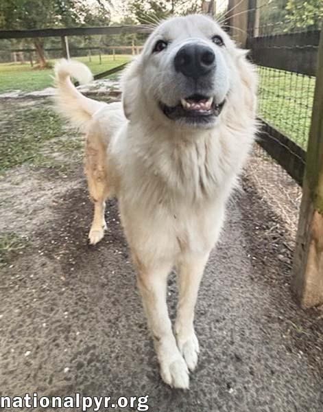 Enlarge Maggie in GA - Loving Gal Who Seeks Attention, an adopted Great Pyrenees in Valdosta, GA image 2/3