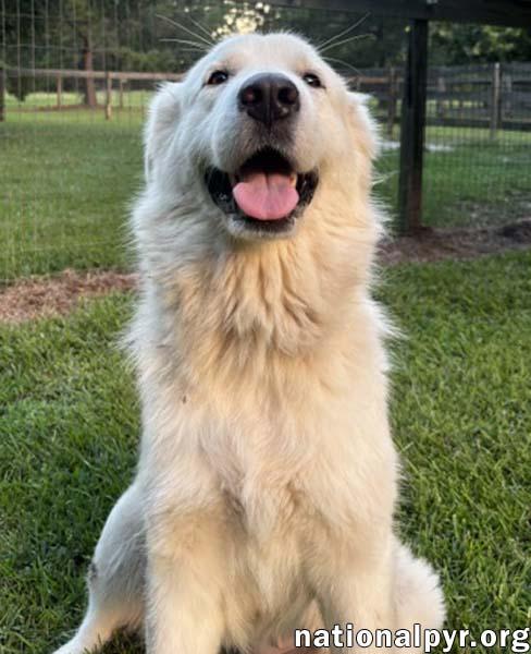 Enlarge Maggie in GA - Loving Gal Who Seeks Attention, an adopted Great Pyrenees in Valdosta, GA image 3/3