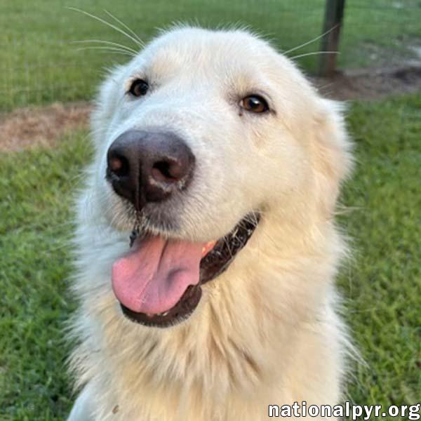 Enlarge Maggie in GA - Loving Gal Who Seeks Attention, an adopted Great Pyrenees in Valdosta, GA image 1/3