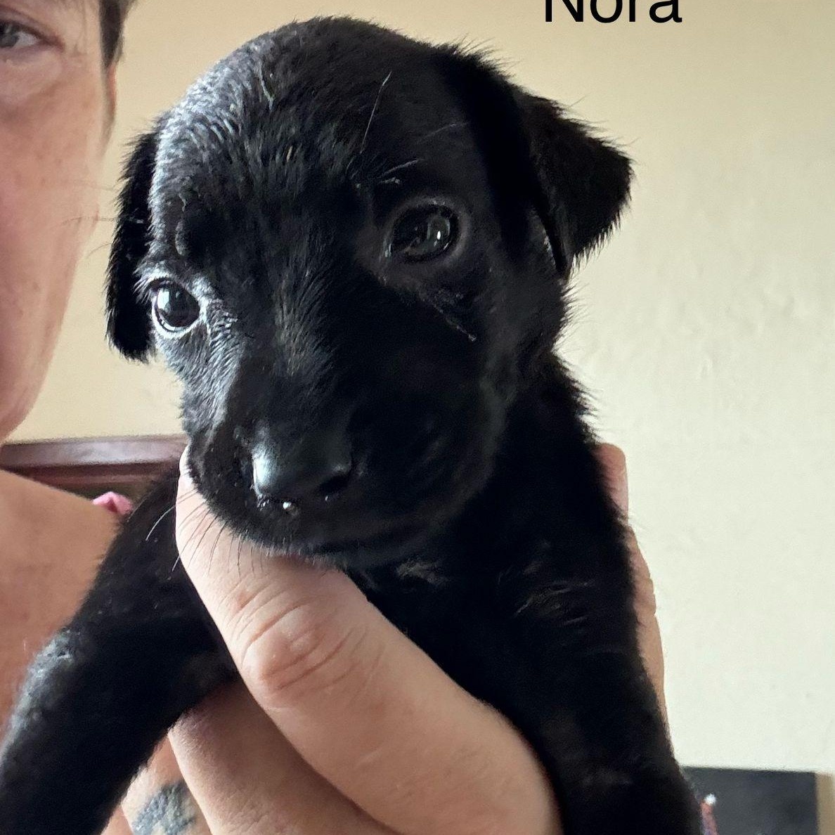 Nora