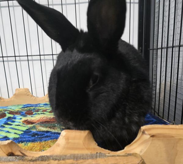 Charlevoix, Adoptable, Adult Female Bunny Rabbit.