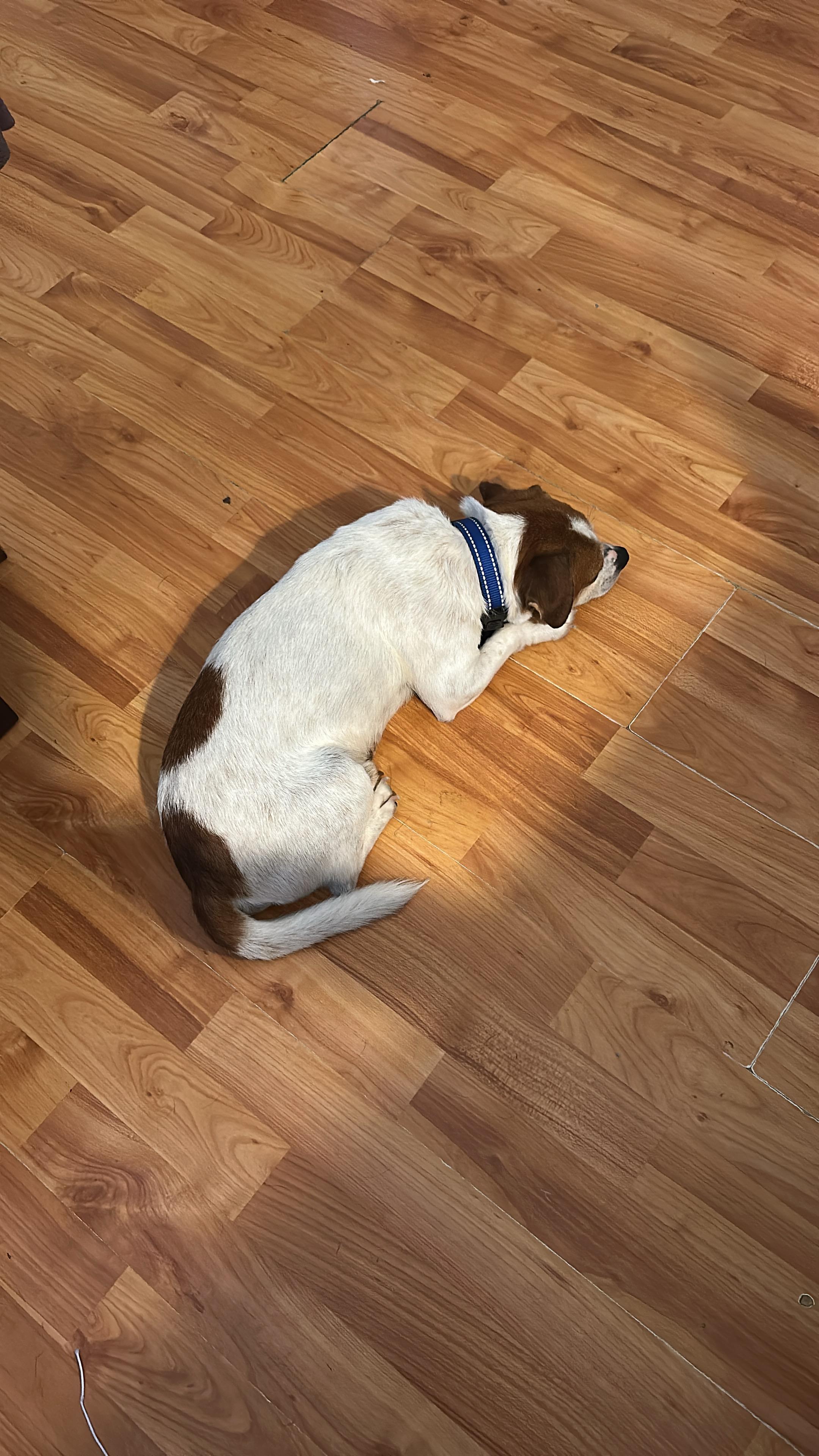 Arturo, a ADOPTABLE Jack Russell Terrier in Lexington, KY image 2/3