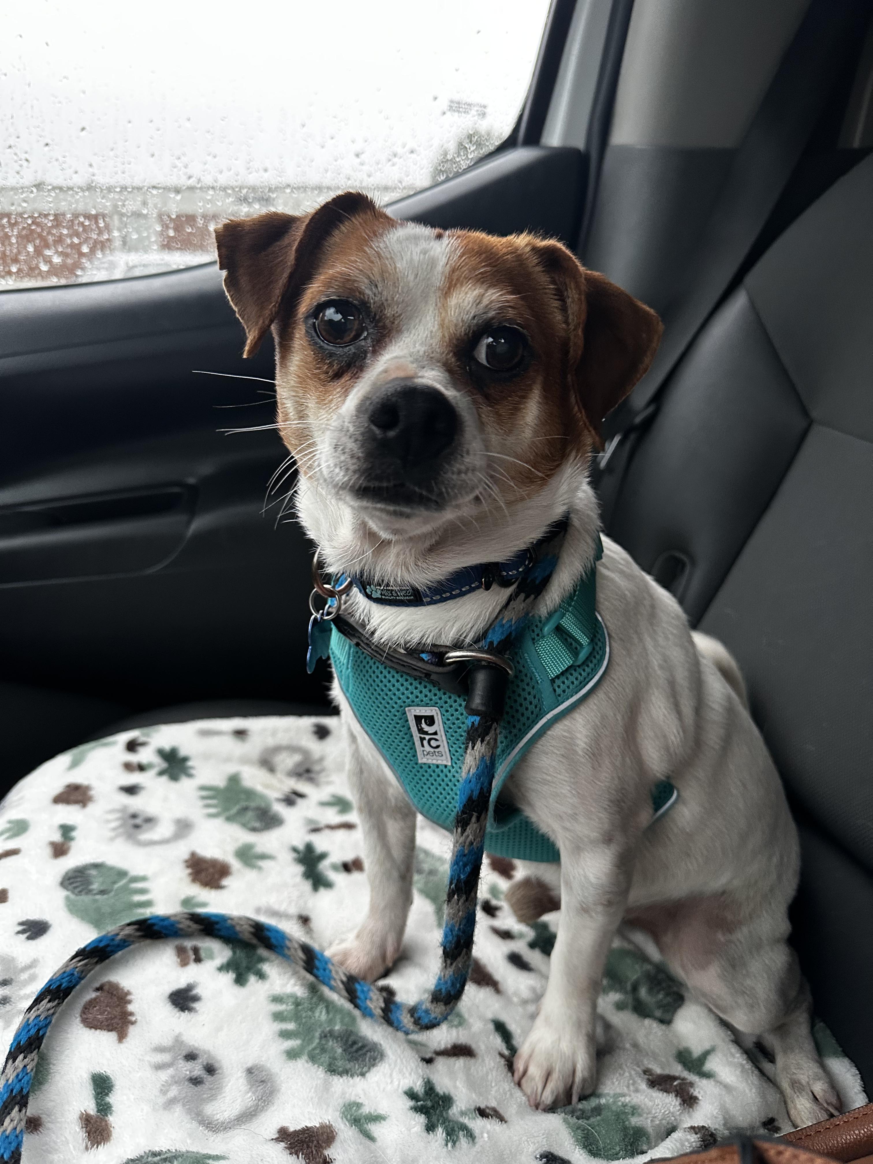 Arturo, a ADOPTABLE Jack Russell Terrier in Lexington, KY image 3/3