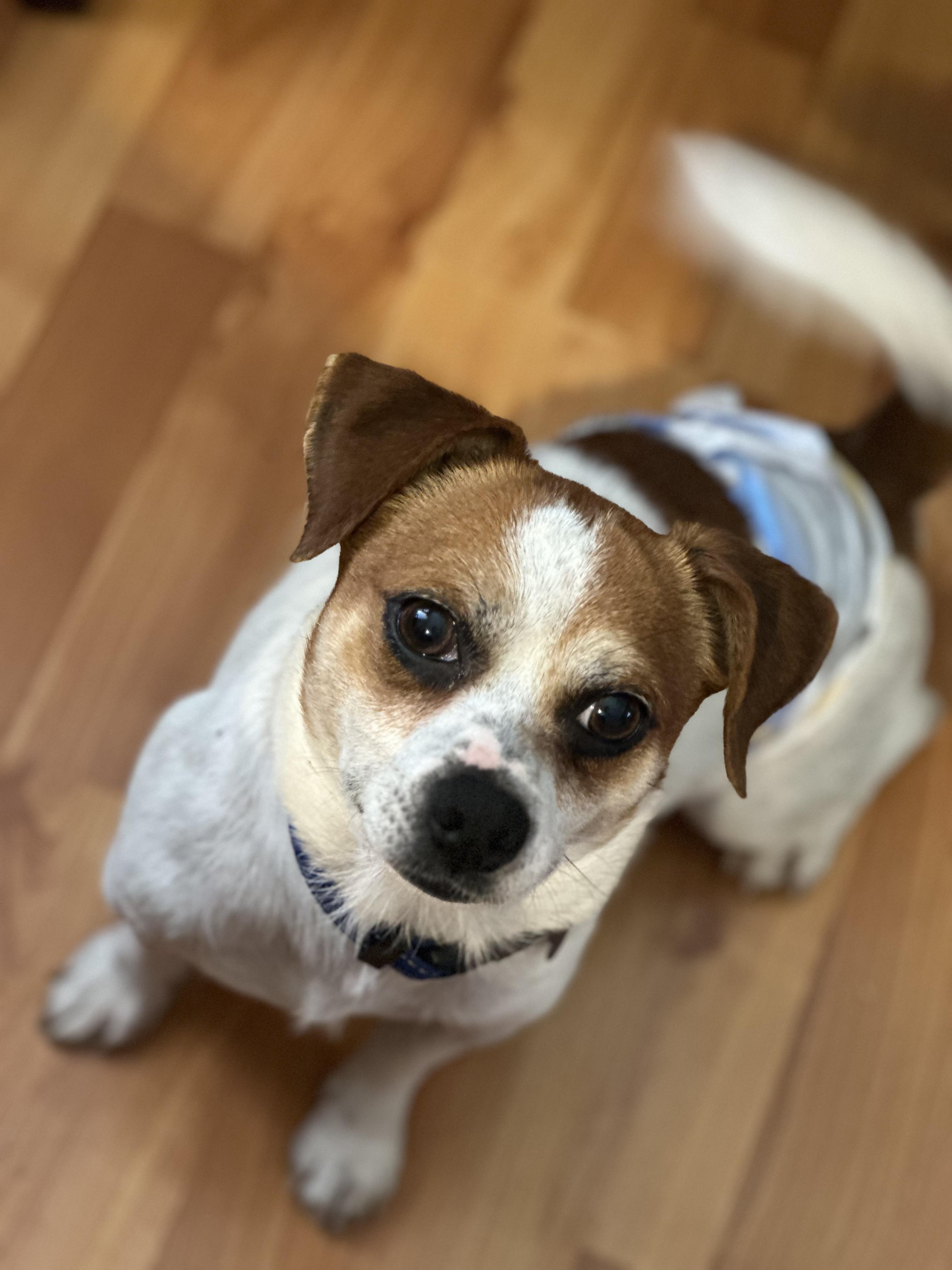 Arturo, ADOPTABLE, Young Male Jack Russell Terrier.