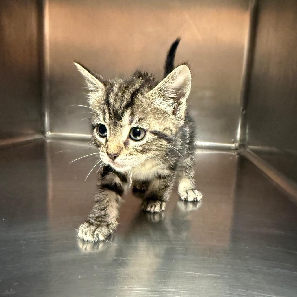 Enlarge Lyle 5206, a Adoptable Domestic Short Hair in Hamilton, GA image 1/5