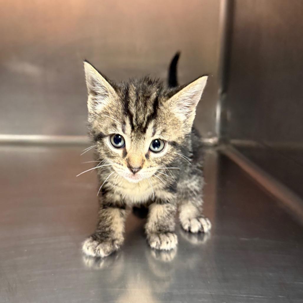 Enlarge Lyle 5206, a Adoptable Domestic Short Hair in Hamilton, GA image 2/5