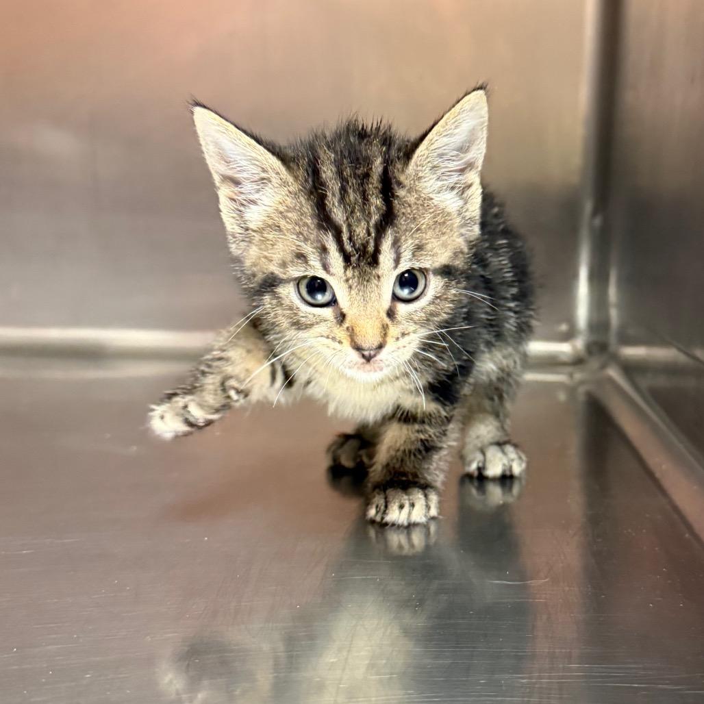 Enlarge Lyle 5206, a Adoptable Domestic Short Hair in Hamilton, GA image 3/5