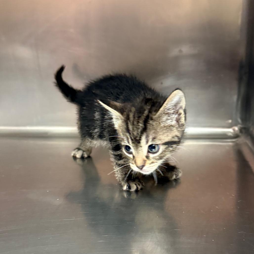 Enlarge Lyle 5206, a Adoptable Domestic Short Hair in Hamilton, GA image 4/5