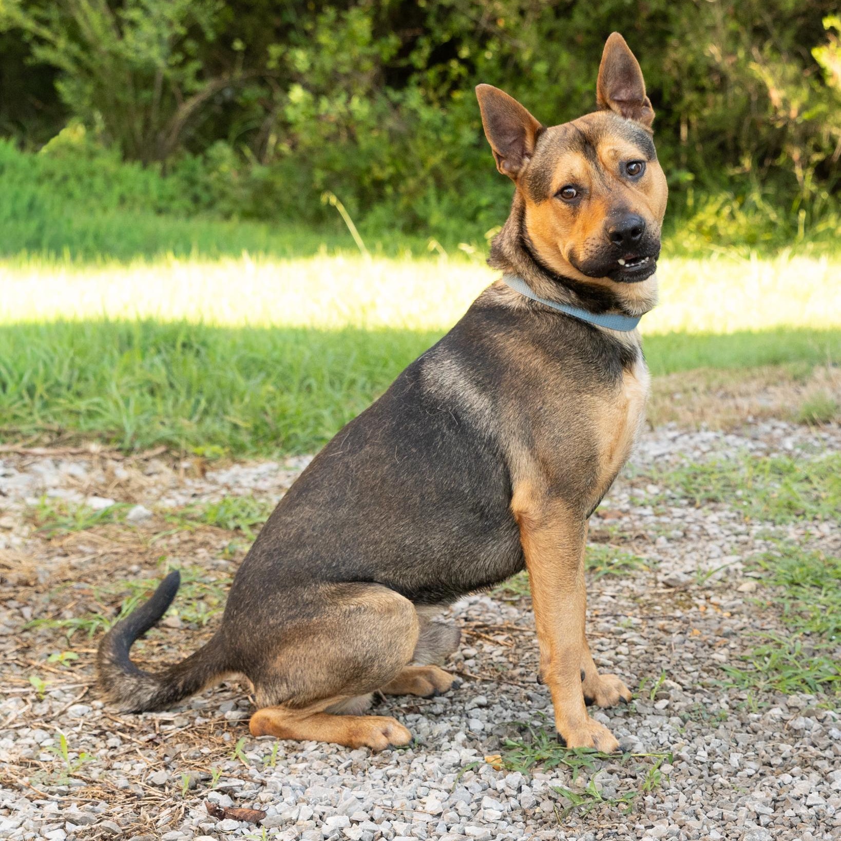 Enlarge Milo, an adoptable mixed breed in Lebanon, TN image 5/6
