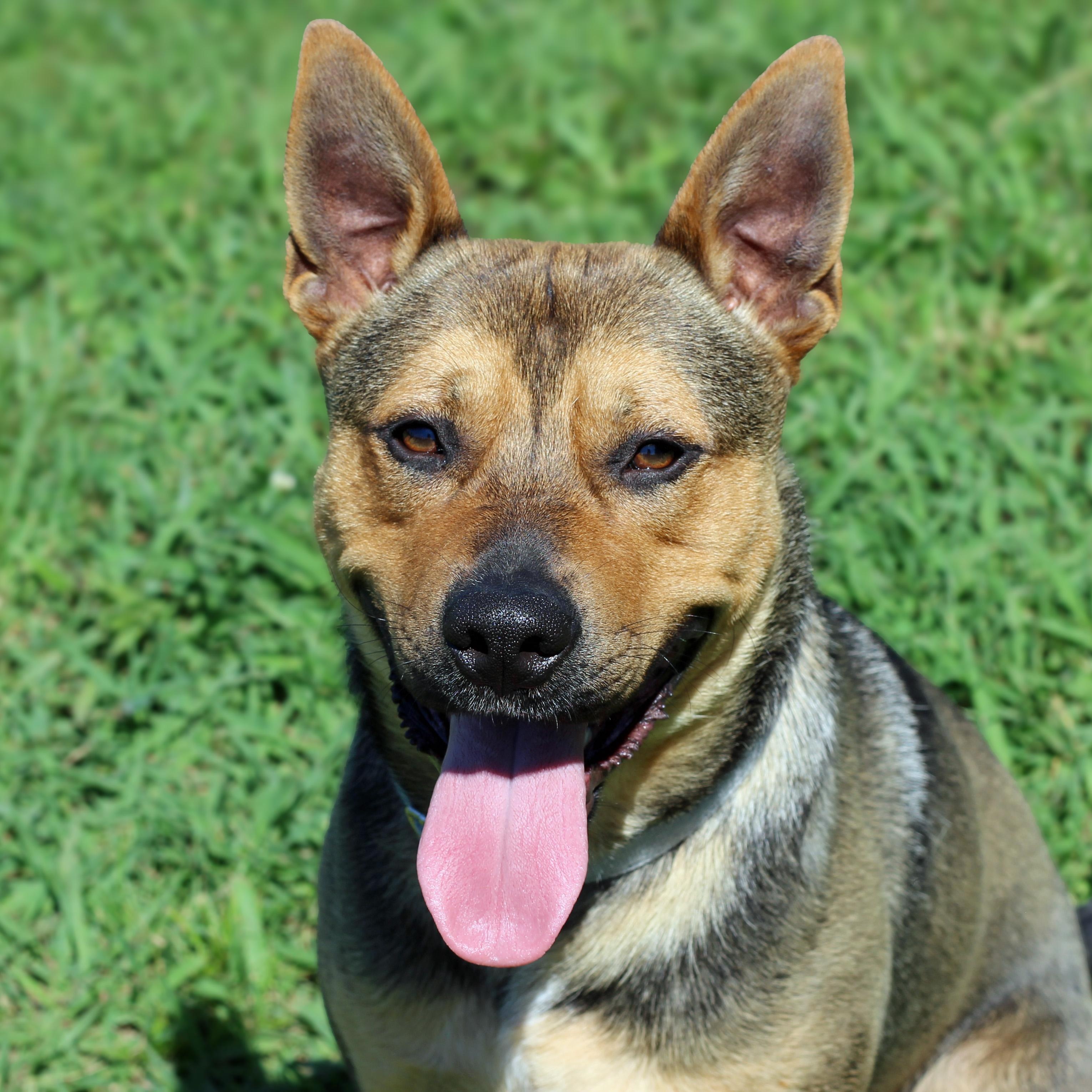 Enlarge Milo, a ADOPTABLE mixed breed in Lebanon, TN image 1/6