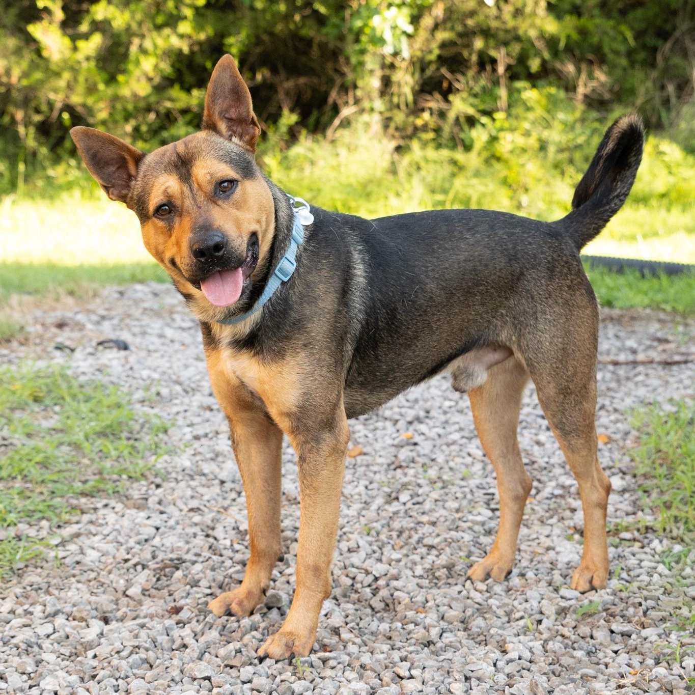 Enlarge Milo, an adoptable mixed breed in Lebanon, TN image 2/6