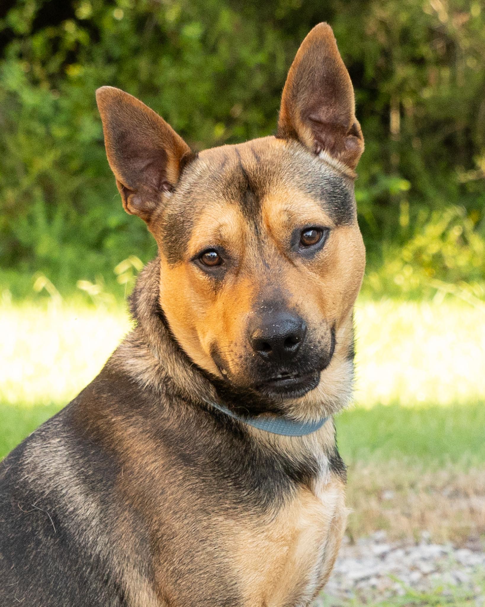 Milo, adoptable, Young Male Shepherd & Australian Cattle Dog / Blue Heeler.