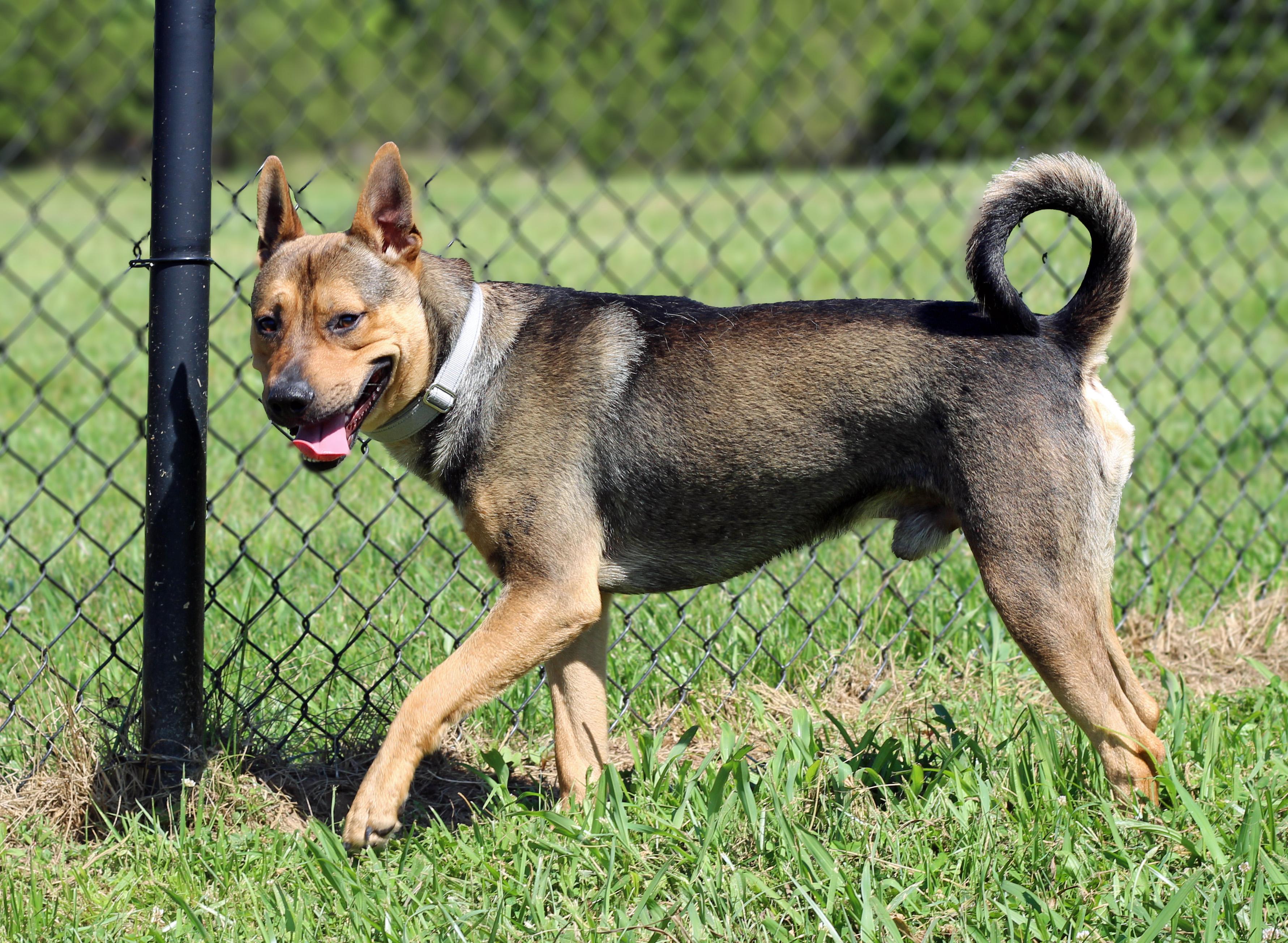 Enlarge Milo, a ADOPTABLE mixed breed in Lebanon, TN image 2/6