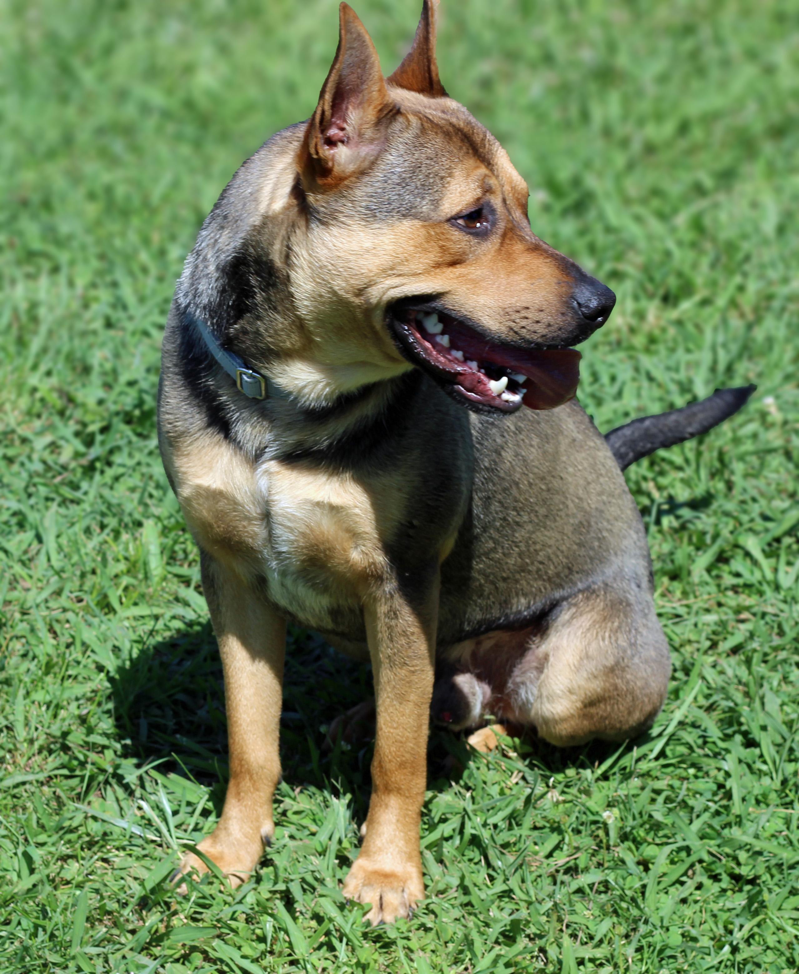 Enlarge Milo, an adoptable mixed breed in Lebanon, TN image 6/6