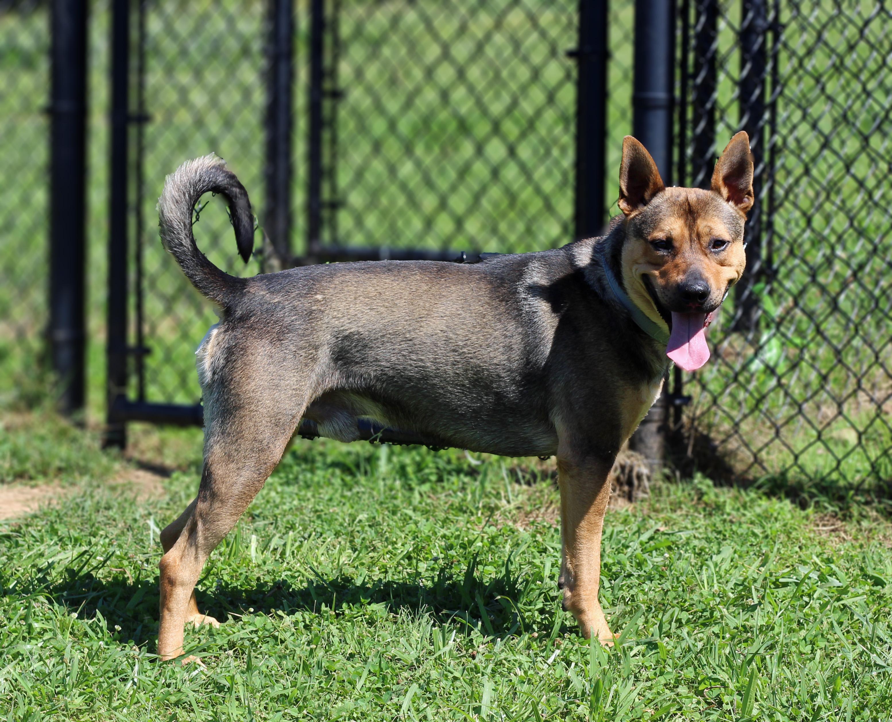 Enlarge Milo, a ADOPTABLE mixed breed in Lebanon, TN image 3/6