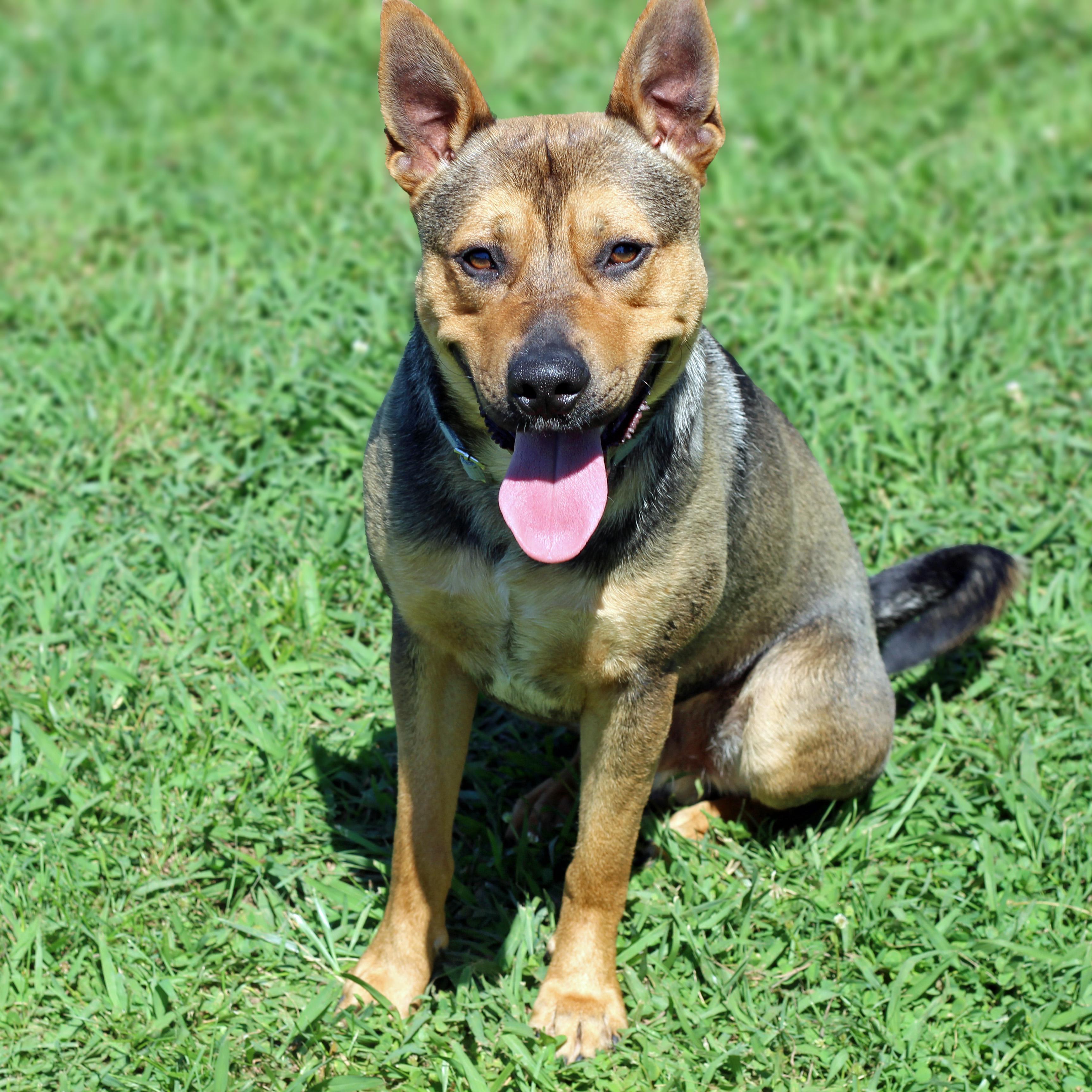 Enlarge Milo, a ADOPTABLE mixed breed in Lebanon, TN image 5/6