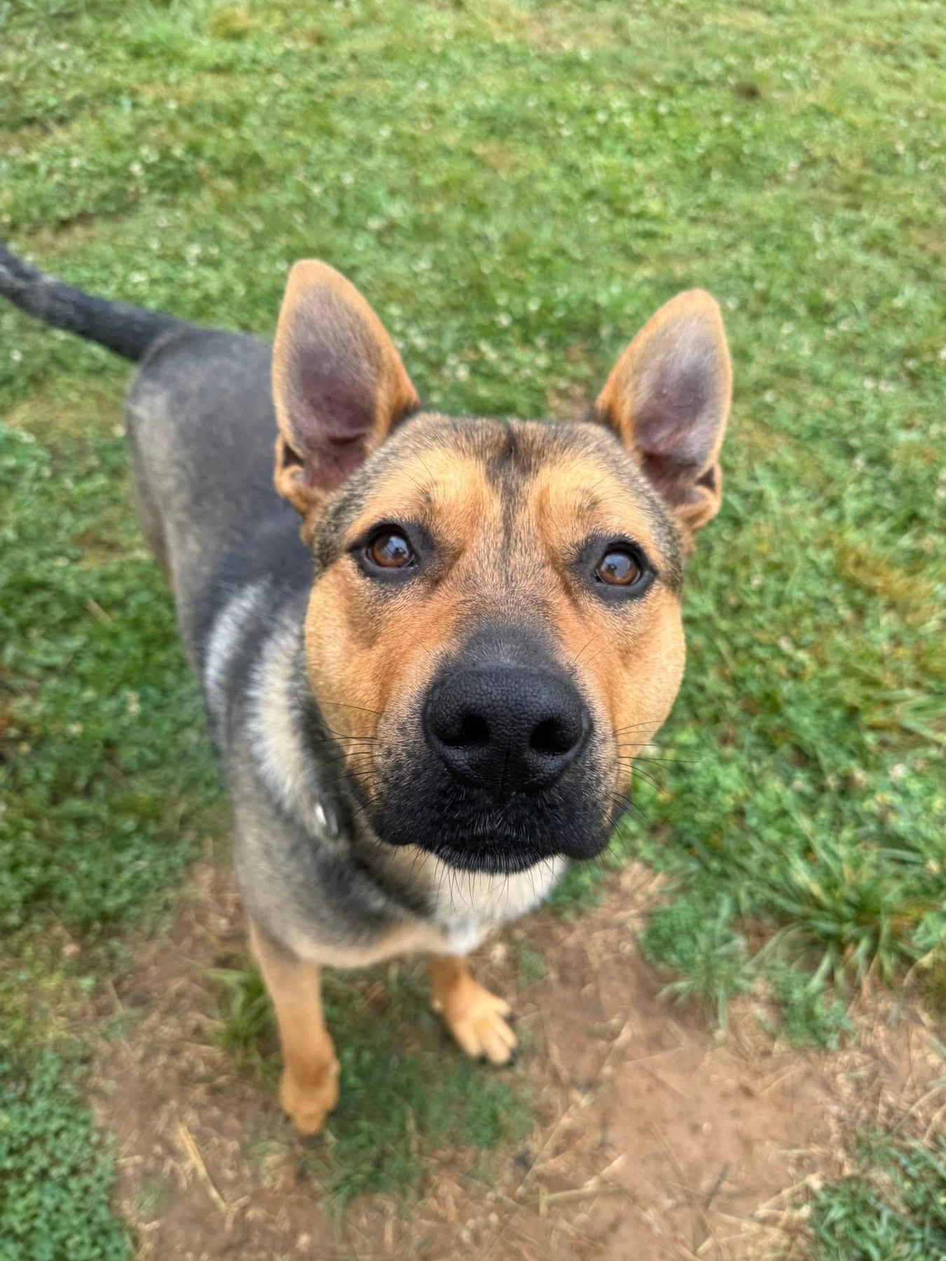 Enlarge Milo, a ADOPTABLE mixed breed in Lebanon, TN image 1/1
