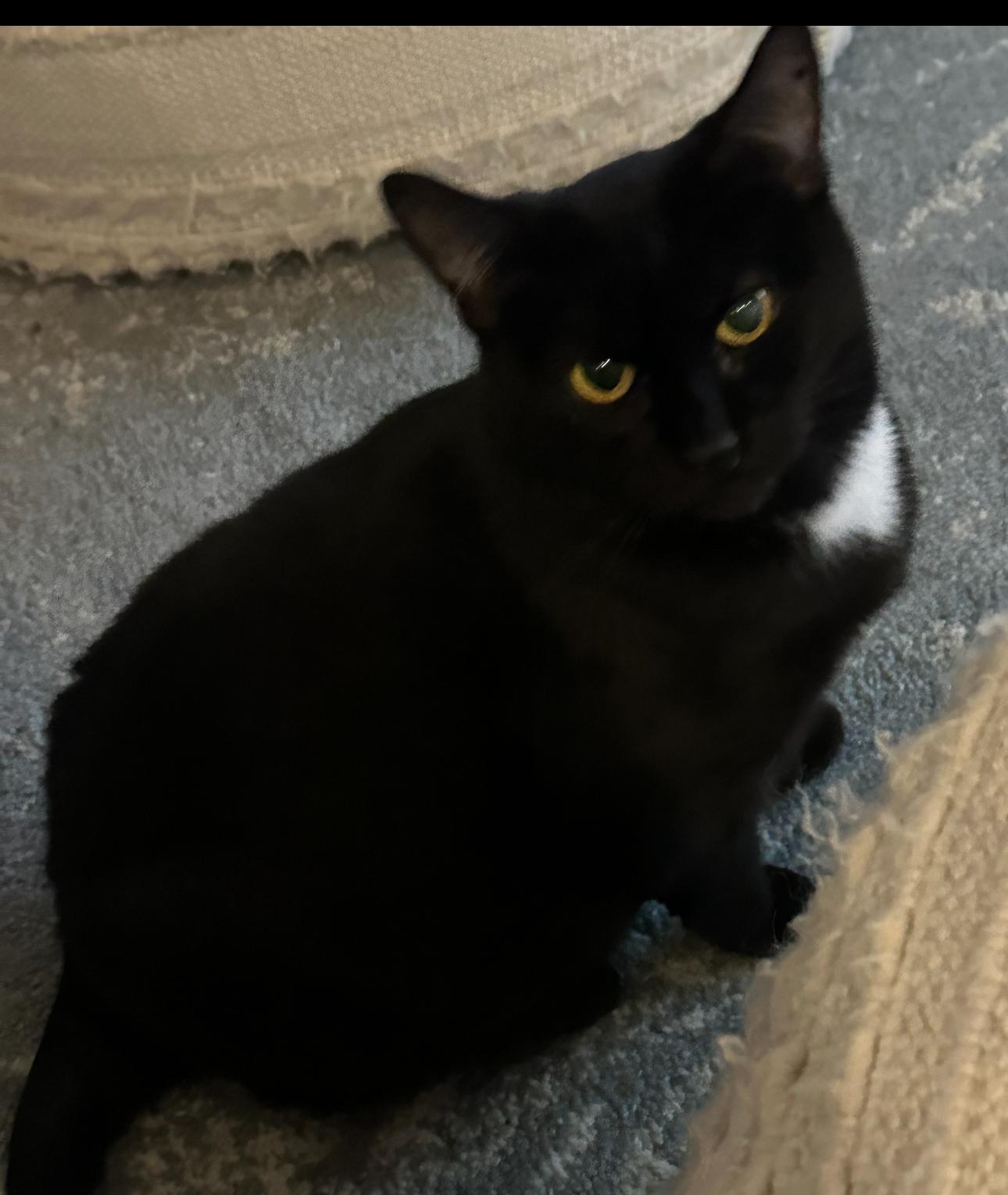 Cate, ADOPTABLE, Adult Female Bombay.