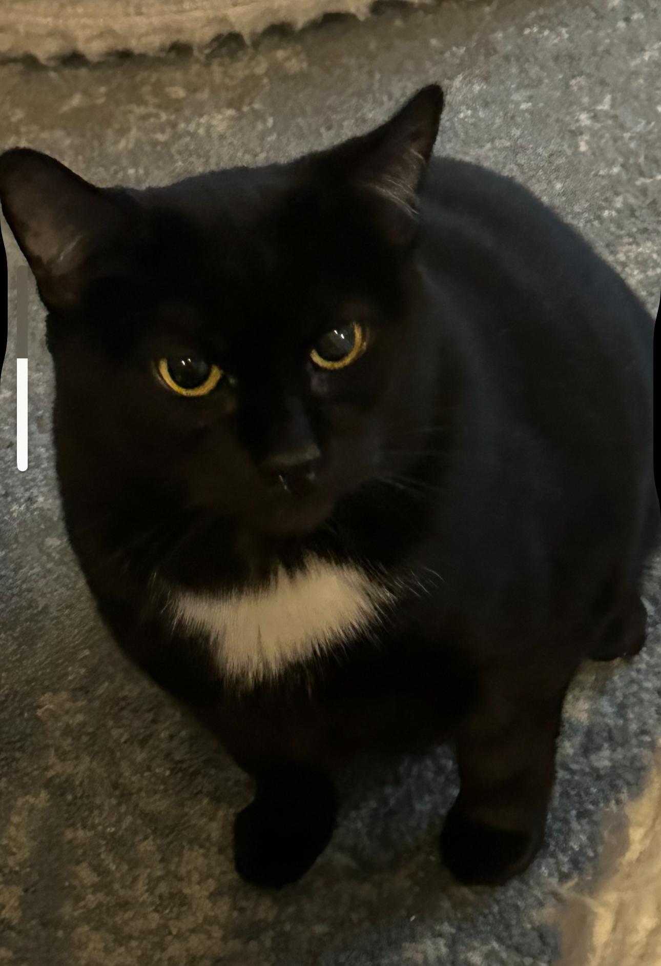 Enlarge Cate, a ADOPTABLE Bombay in Charlotte, NC image 2/2