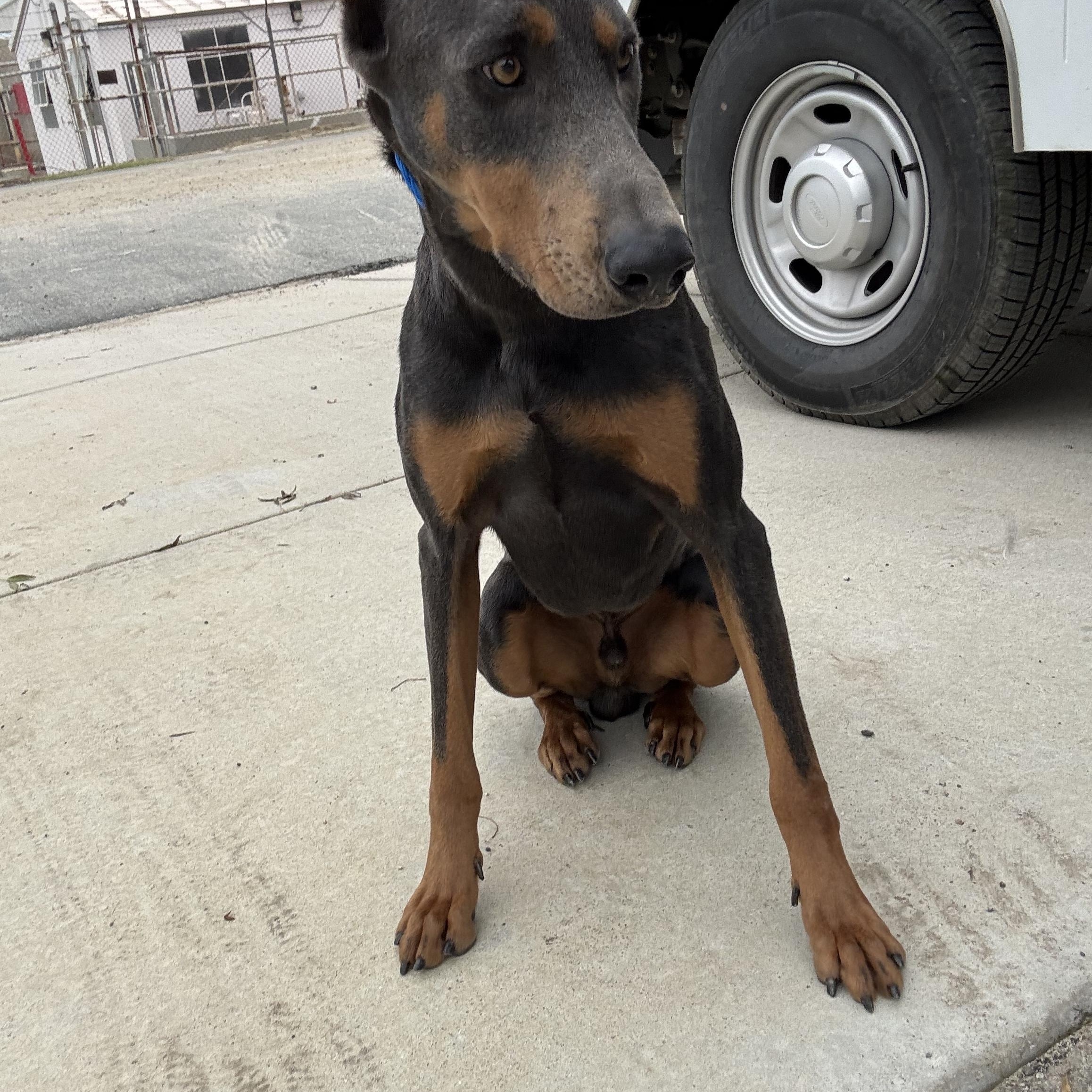 CHIEF (AVAILABLE DECEMBER 5,2025), Adoptable, Adult Male Doberman Pinscher.