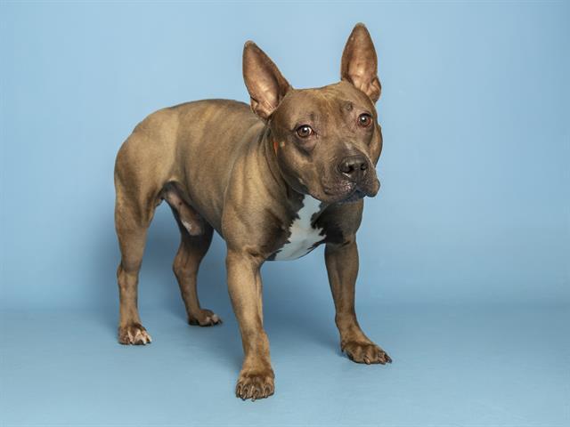 SHADOW, Adoptable, Adult Male Pit Bull Terrier.