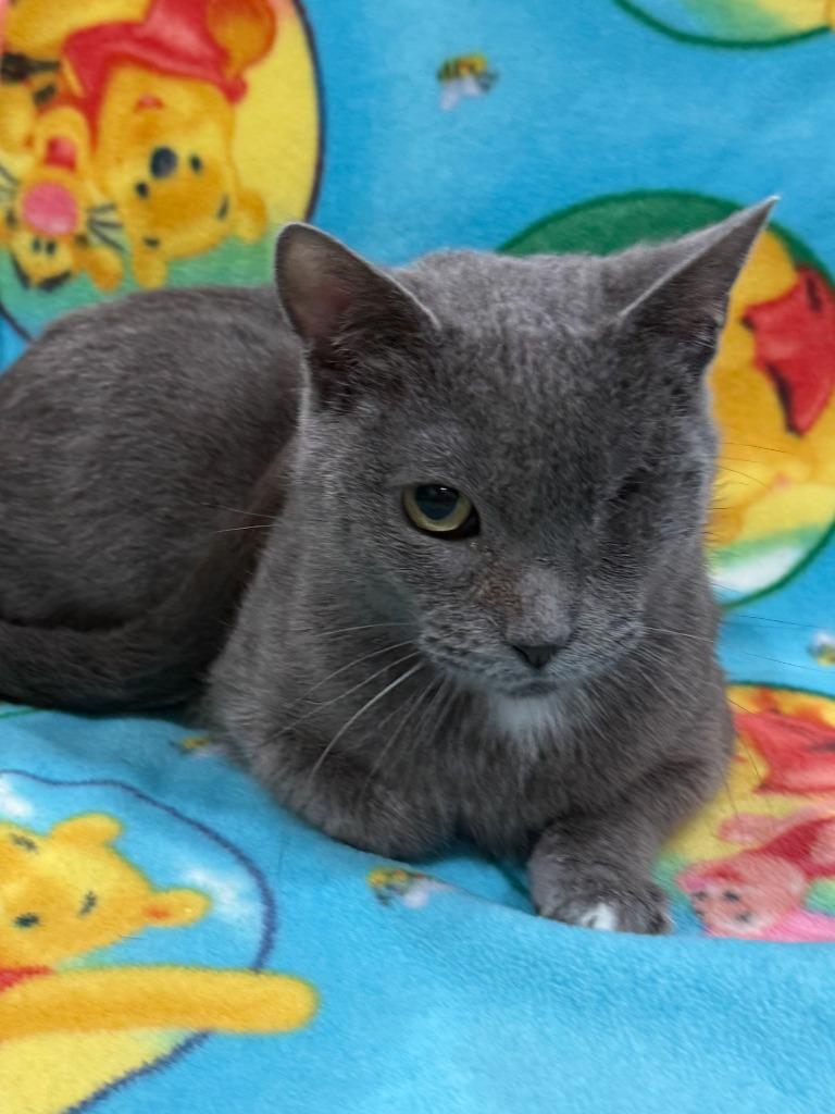 Ellie, Adoptable, Young Female Domestic Short Hair.