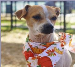 Enlarge Rosita, an adopted mixed breed in Boston, MA image 2/5