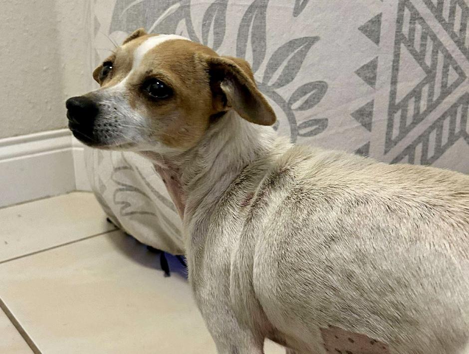 Enlarge Rosita, an adopted mixed breed in Boston, MA image 5/5