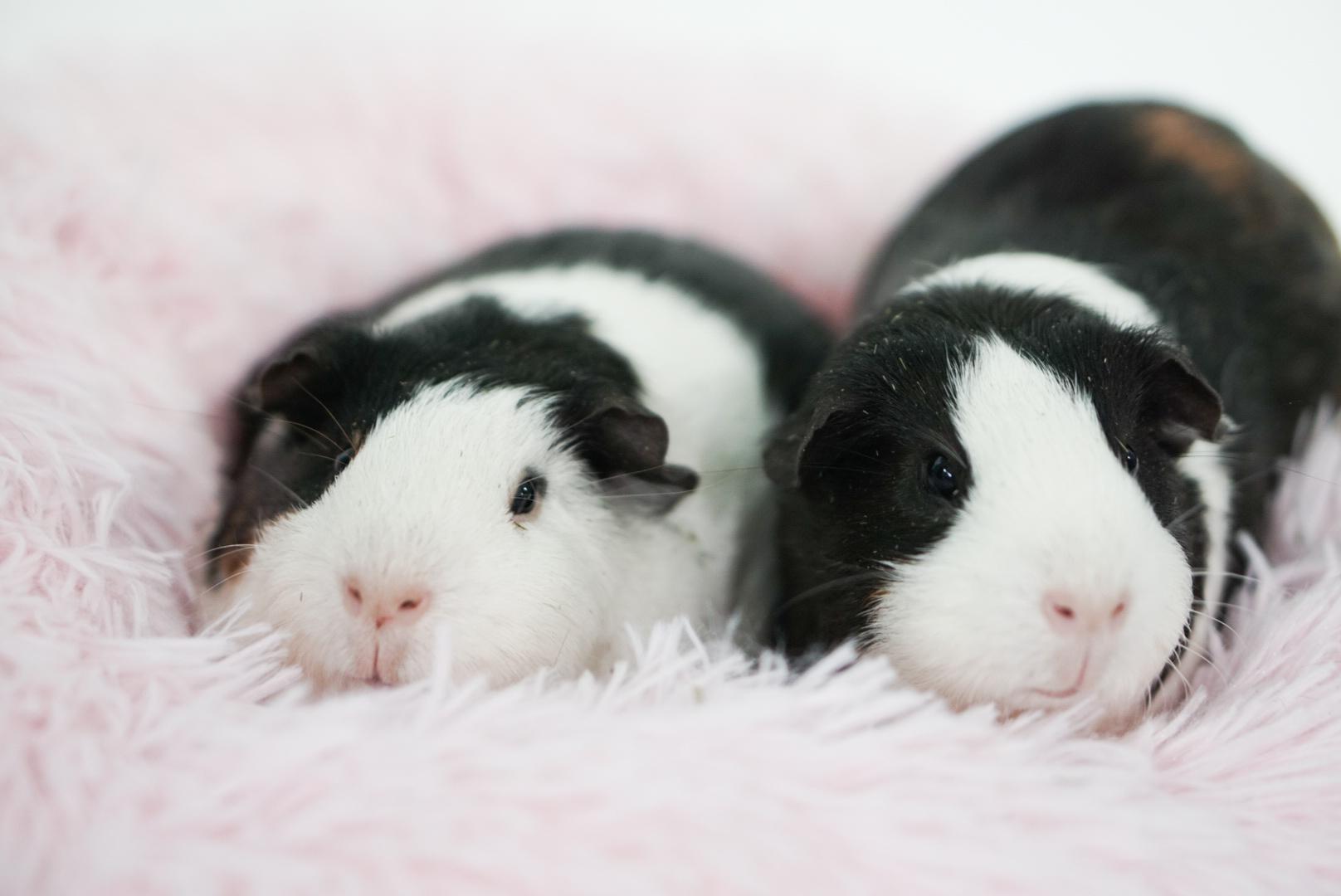 Penne Alfredo and Sugar Cookie, adopted, Young Male Guinea Pig.