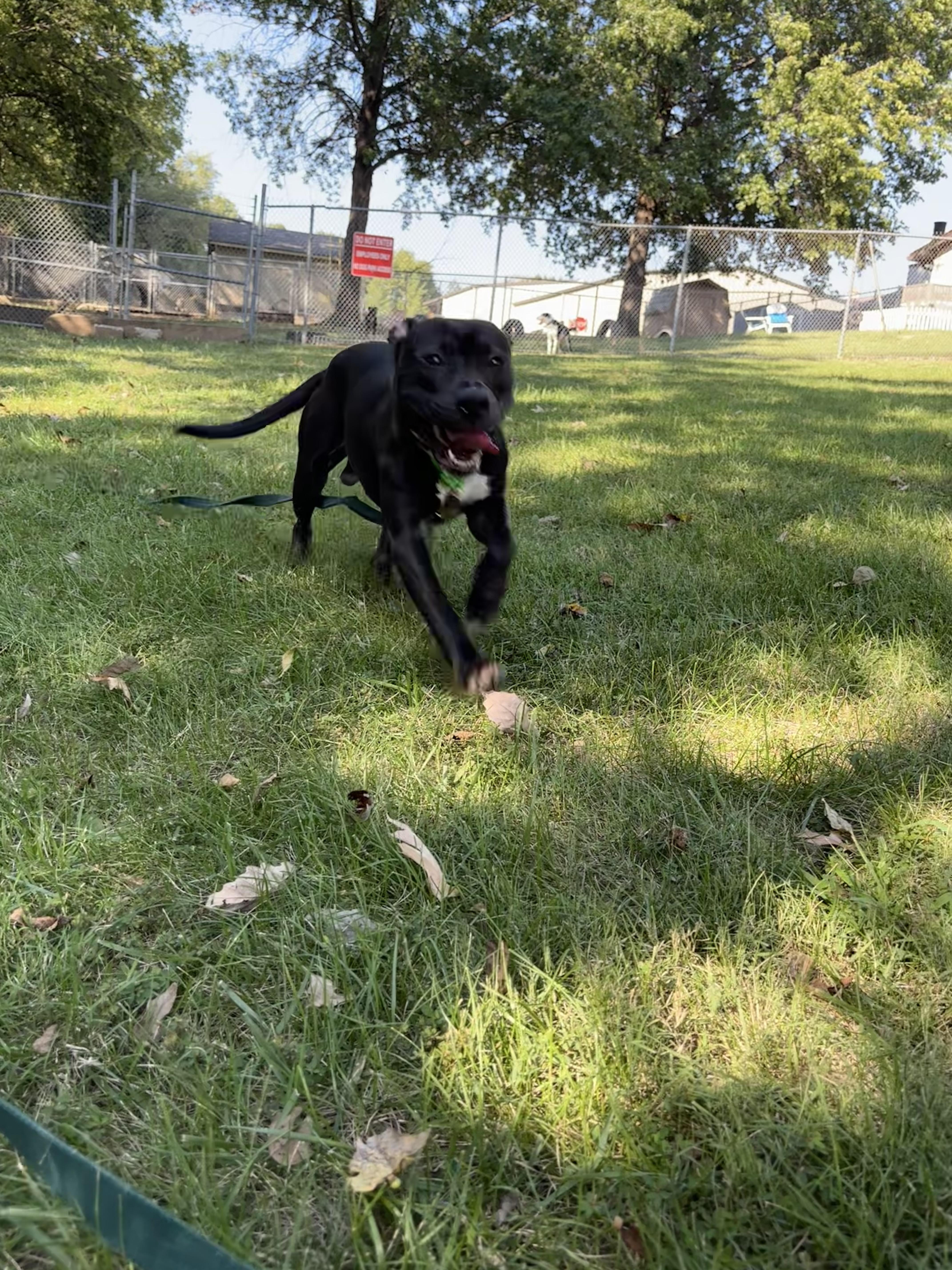 Enlarge Jet, a Adoptable mixed breed in Gladstone, MO image 2/5
