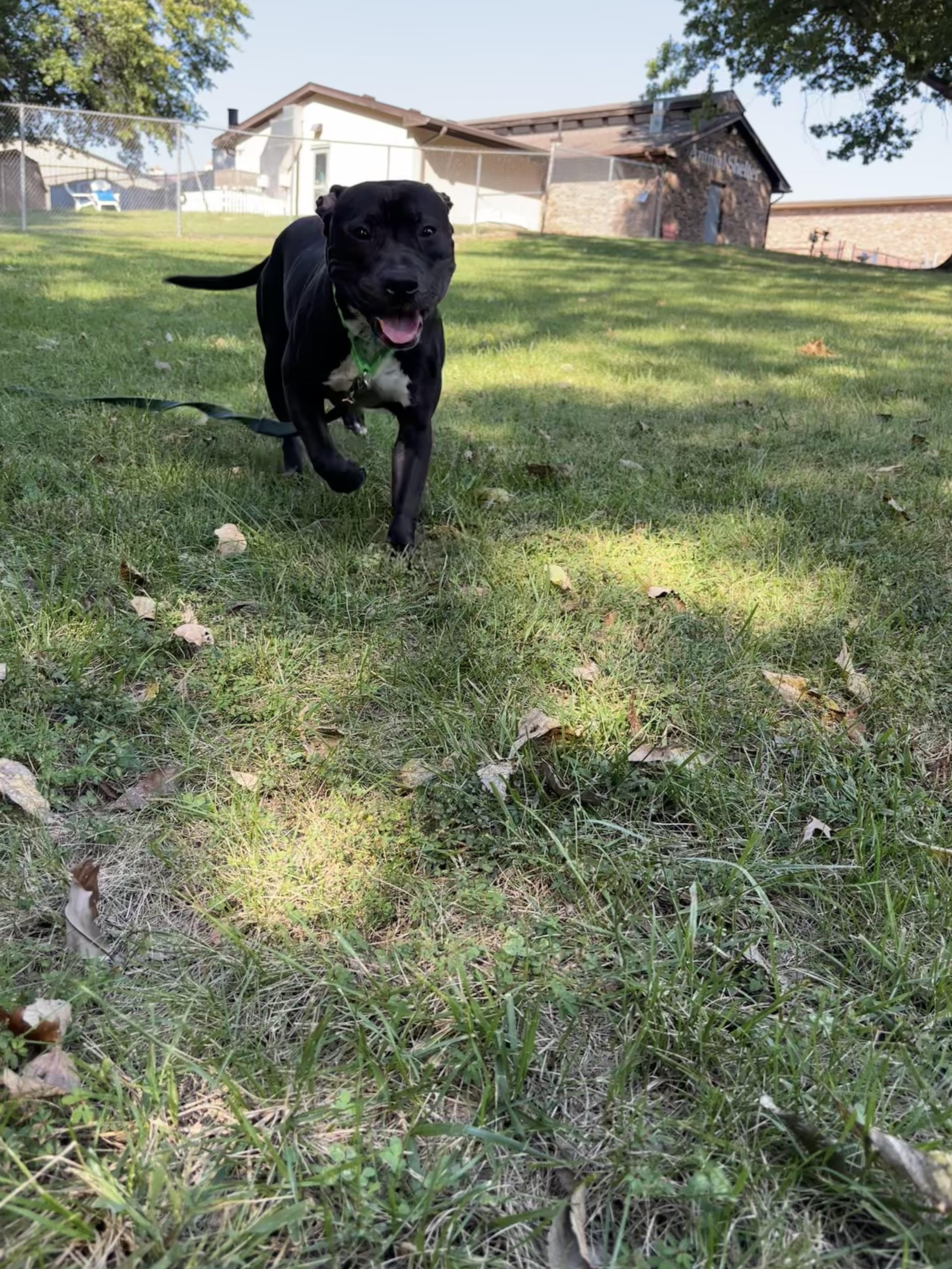 Enlarge Jet, a Adoptable mixed breed in Gladstone, MO image 5/5