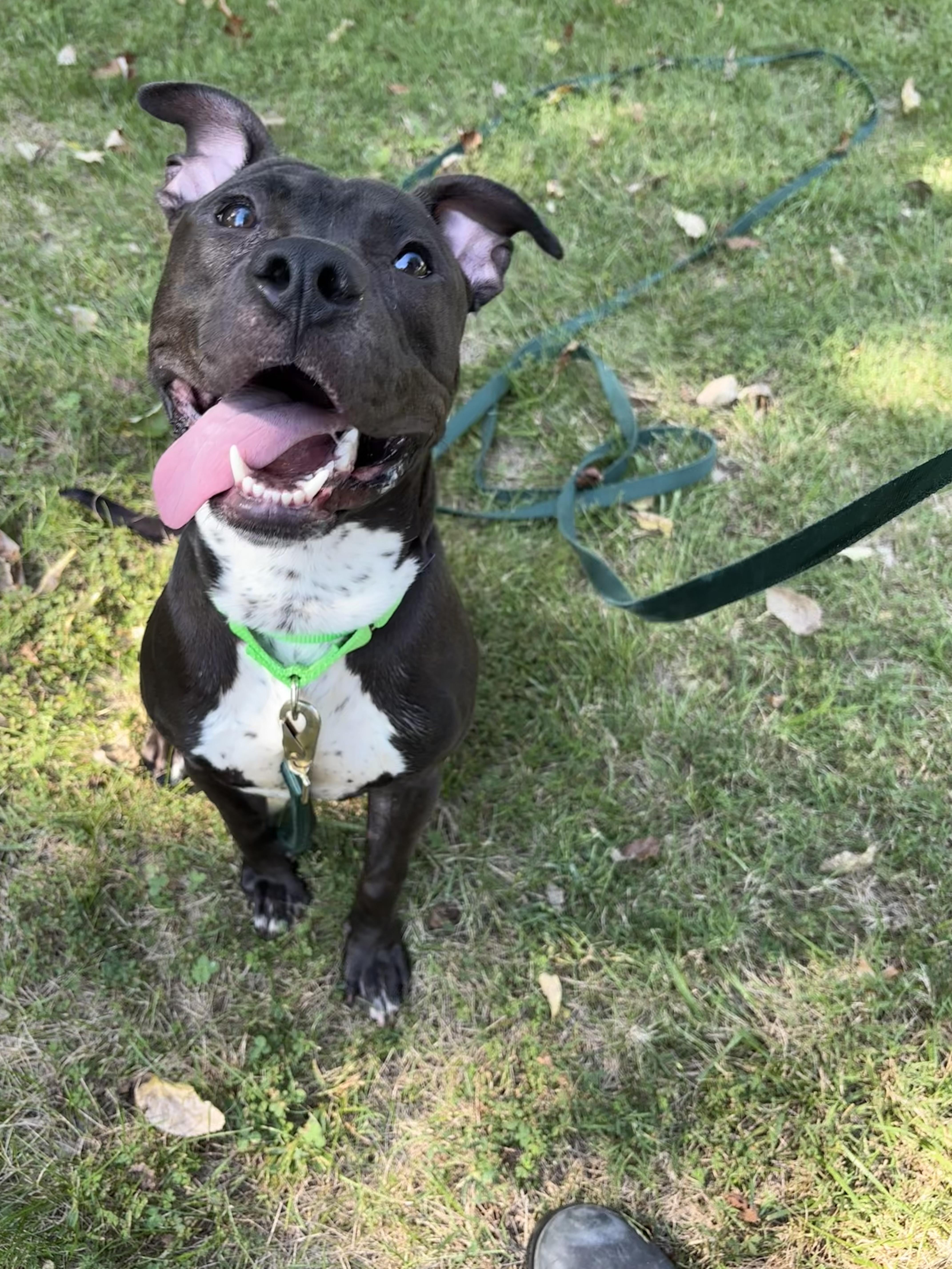 Enlarge Jet, a Adoptable mixed breed in Gladstone, MO image 4/5