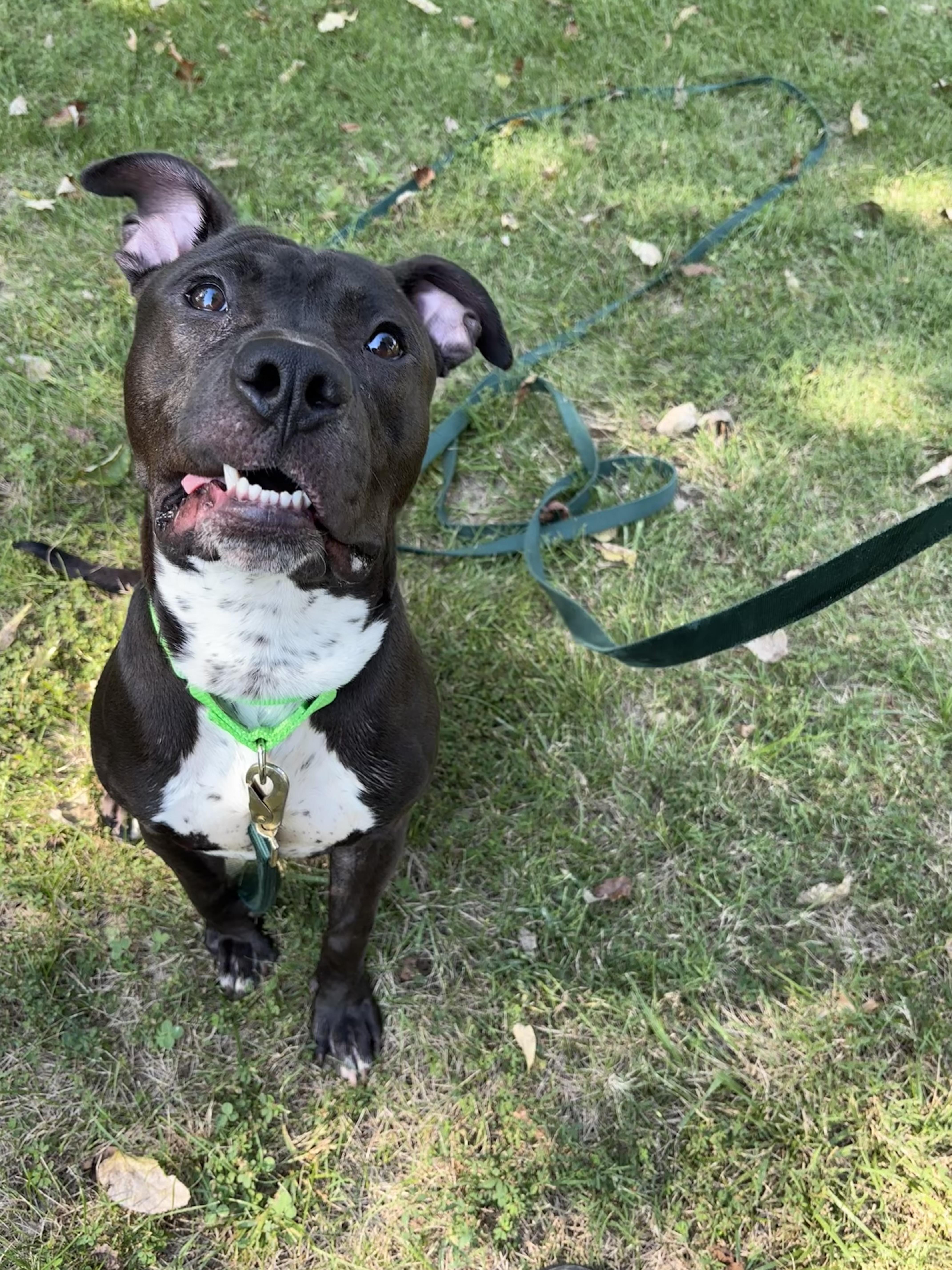 Enlarge Jet, a Adoptable mixed breed in Gladstone, MO image 3/5