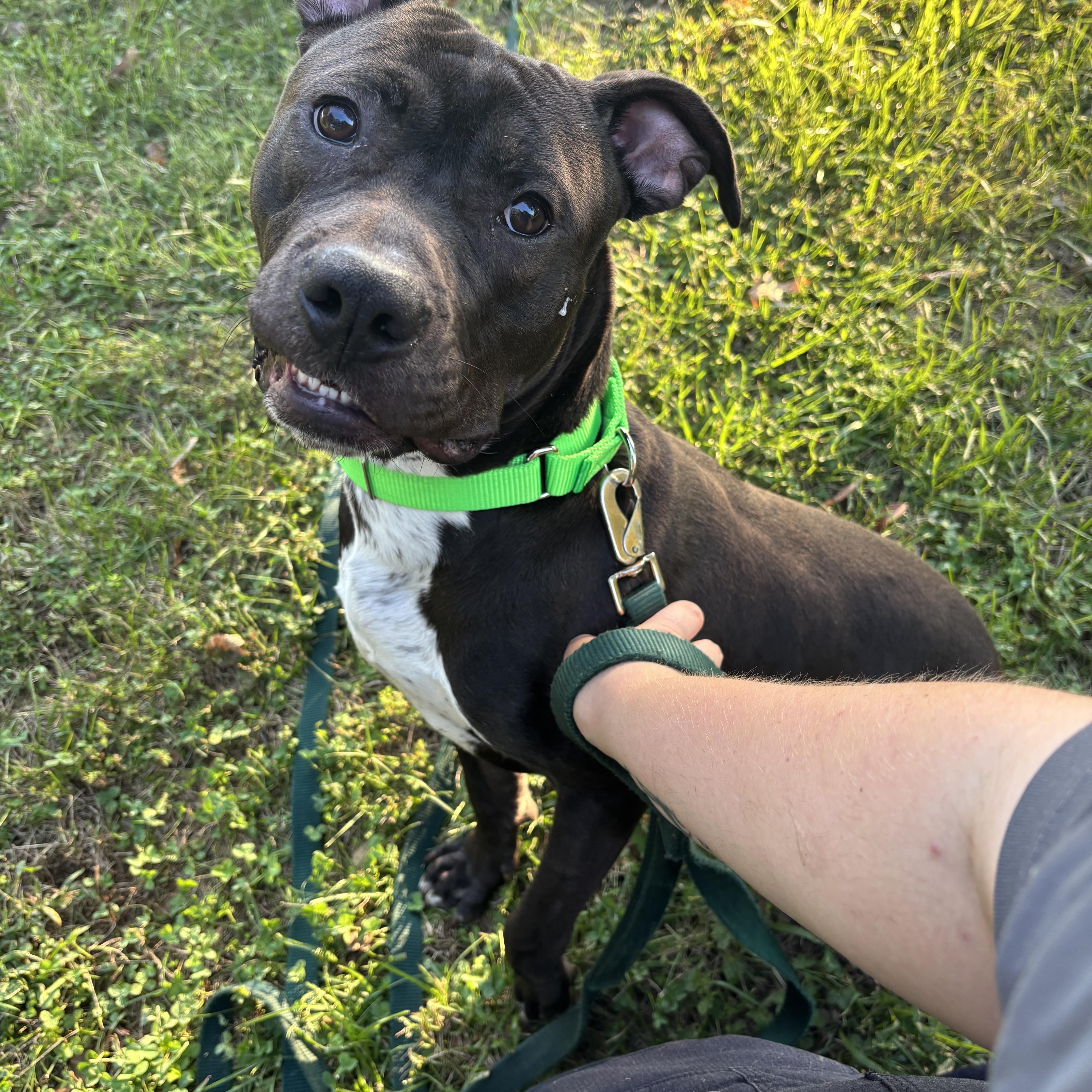 Jet, Adoptable, Adult Male Pit Bull Terrier.