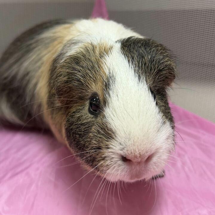 Greg - Name Your Own Adoption Fee!, ADOPTABLE, Adult Male Guinea Pig.